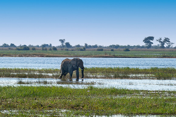 Africa, Africa, Africa, Botswana, Botswana, Chobe, Dumbo, India, Kenya, Kenya, Mara, Masai, Moremi, Namibia, Namibia, Savuti, South, South, Tanzania, Tanzania, Zambia, Zimbabwe, ears, elephant, elepha