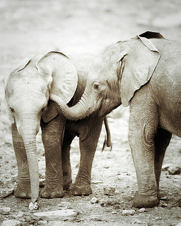 Bertazzoni, Botswana, Chobe, Dumbo, India, Kenya, Mara, Masai, Moremi, Namibia, Namibia, Savuti, "South Africa", Tanzania, Zambia, Zimbabwe, baby, ears, elephant, frica, illegal, ivory, jungle, pack,