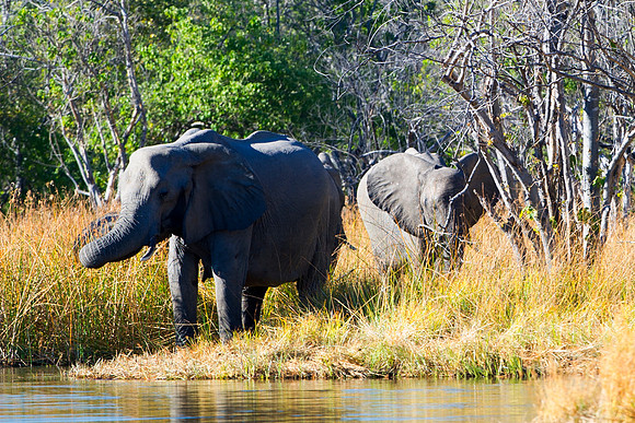 Africa, Africa, Africa, Botswana, Botswana, Chobe, Dumbo, India, Kenya, Kenya, Mara, Masai, Moremi, Namibia, Namibia, Savuti, South, South, Tanzania, Tanzania, Zambia, Zimbabwe, ears, elephant, elepha