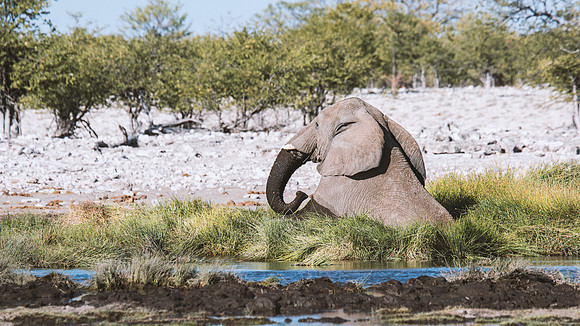 Bull Elephant - Etosha