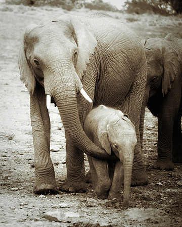 Bertazzoni, Botswana, Chobe, Dumbo, India, Kenya, Mara, Masai, Moremi, Namibia, Namibia, Savuti, "South Africa", Tanzania, Zambia, Zimbabwe, baby, ears, elephant, frica, illegal, ivory, jungle, pack,
