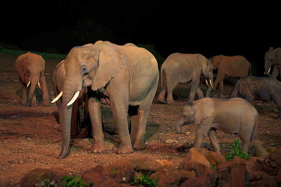 Africa, Bertazzoni, Botswana, Chobe, Dumbo, India, Kenya, Mara, Masai, Moremi, Namibia, Namibia, Savuti, "South Africa", Tanzania, Zambia, Zimbabwe, baby, "black & white", ears, elephant, illegal, ivo