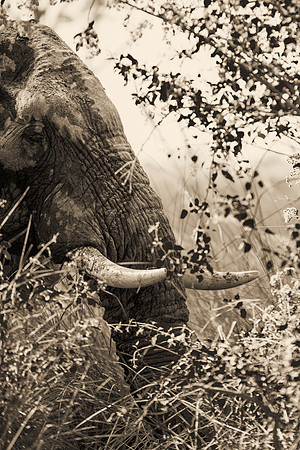Africa, Africa, Africa, Botswana, Botswana, Chobe, Dumbo, India, Kenya, Kenya, Mara, Masai, Moremi, Namibia, Namibia, Savuti, South, South, Tanzania, Tanzania, Zambia, Zimbabwe, black, "black & white"