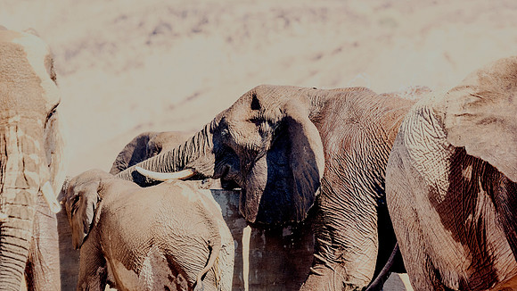 Desert Elephants