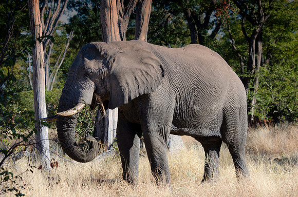 Africa, Botswana, Chobe, Dumbo, Kenya, "Masai Mara", Moremi, Namibia, Savuti, "South Africa", Tanzania, ears, elephant, "illegal trade", ivory, jungle, poaching, safari, savanna, trunk, tusk,India, Ta
