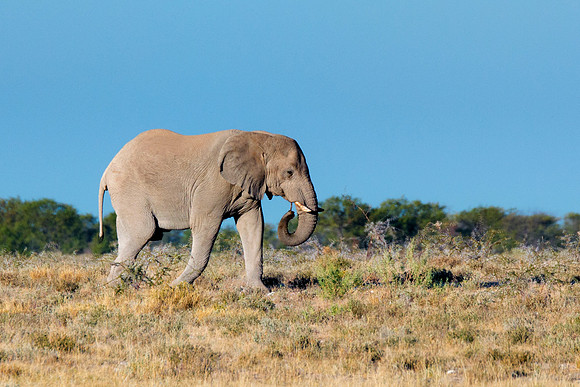 Africa, Bertazzoni, Botswana, Chobe, Dumbo, India, Kenya, Mara, Masai, Moremi, Namibia, Namibia, Savuti, "South Africa", Tanzania, Zambia, Zimbabwe, baby, "black & white", ears, elephant, illegal, ivo