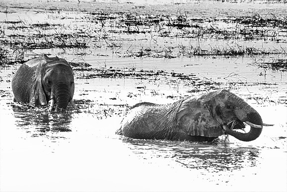 refreshment, Africa, Botswana, India, Kenya, artistic, bertazzoni, "black & white", details, ears, elephant, ivory, mouth, nature, poaching, safari, tusks, Zambia, Zimbabwe, "South Africa", Namibia, B