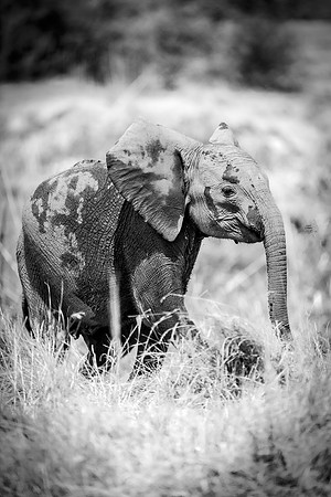 Africa, Africa, Africa, Botswana, Botswana, Chobe, Dumbo, India, Kenya, Kenya, Mara, Masai, Moremi, Namibia, Namibia, Savuti, South, South, Tanzania, Tanzania, Zambia, Zimbabwe, black, "black & white"