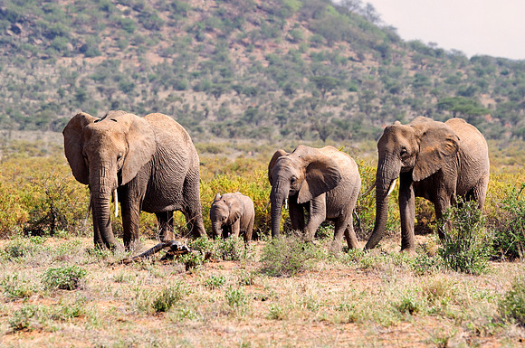 Africa, Bertazzoni, Botswana, Chobe, Dumbo, India, Kenya, Mara, Masai, Moremi, Namibia, Namibia, Savuti, "South Africa", Tanzania, Zambia, Zimbabwe, baby, "black & white", ears, elephant, illegal, ivo