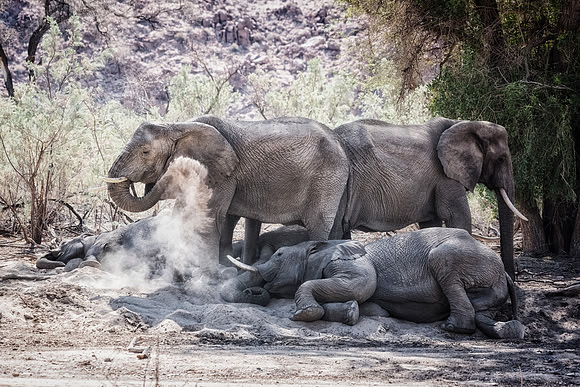 Desert Elephants