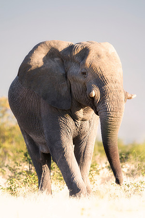 Africa, Bertazzoni, Botswana, Chobe, Dumbo, India, Kenya, Mara, Masai, Moremi, Namibia, Namibia, Savuti, "South Africa", Tanzania, Zambia, Zimbabwe, baby, "black & white", ears, elephant, illegal, ivo