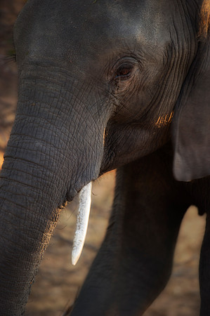 Africa, Africa, Africa, Botswana, Botswana, Chobe, Dumbo, India, Kenya, Kenya, Mara, Masai, Moremi, Namibia, Namibia, Savuti, South, South, Tanzania, Tanzania, Zambia, Zimbabwe, ears, elephant, elepha