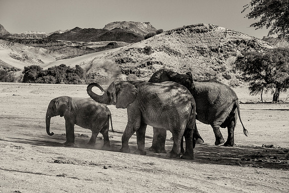 Desert Elephants