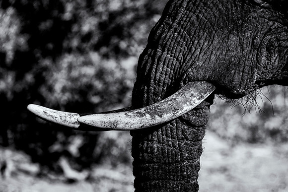Tusks