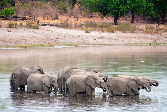 Africa, Africa, Africa, Botswana, Botswana, Chobe, Dumbo, India, Kenya, Kenya, Mara, Masai, Moremi, Namibia, Namibia, Savuti, South, South, Tanzania, Tanzania, Zambia, Zimbabwe, black, "black & white"
