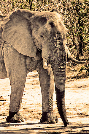 Africa, Botswana, Botswana, Chobe, Dumbo, India, Kenya, Kenya, Masai Mara, Moremi, Namibia, Namibia, Savuti, South Africa, South Africa, Tanzania, Tanzania, Zambia, Zimbabwe, ears, elephant, elephant,