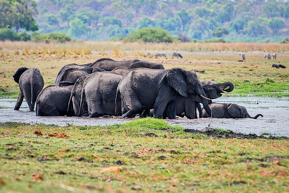Africa, Africa, Africa, Botswana, Botswana, Chobe, Dumbo, India, Kenya, Kenya, Mara, Masai, Moremi, Namibia, Namibia, Savuti, South, South, Tanzania, Tanzania, Zambia, Zimbabwe, black, "black & white"