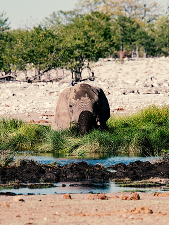 Bull Elephant - Etosha