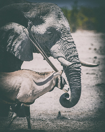 Africa, Africa, Africa, Botswana, Botswana, Chobe, Dumbo, India, Kenya, Kenya, Mara, Masai, Moremi, Namibia, Namibia, Savuti, South, South, Tanzania, Tanzania, Zambia, Zimbabwe, black, "black & white"