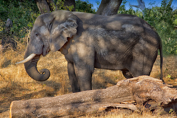 Africa, Botswana, Chobe, Dumbo, Kenya, "Masai Mara", Moremi, Namibia, Savuti, "South Africa", Tanzania, ears, elephant, "illegal trade", ivory, jungle, poaching, safari, savanna, trunk, tusk,India, Ta