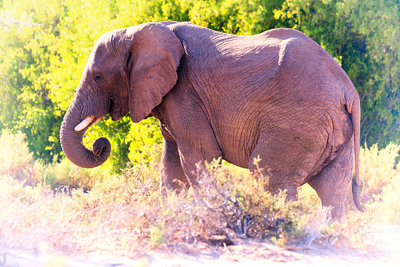 Africa, Bertazzoni, Botswana, Chobe, Dumbo, India, Kenya, Mara, Masai, Moremi, Namibia, Namibia, Savuti, "South Africa", Tanzania, Zambia, Zimbabwe, baby, "black & white", ears, elephant, illegal, ivo
