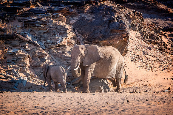 Desert Elephants