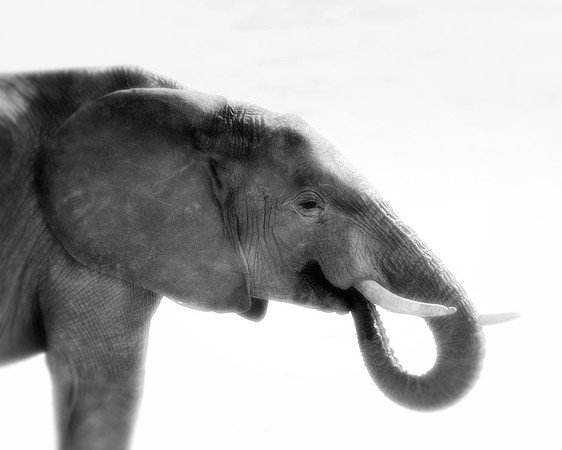 Africa, Bertazzoni, Botswana, Chobe, Dumbo, India, Kenya, Mara, Masai, Moremi, Namibia, Namibia, Savuti, "South Africa", Tanzania, Zambia, Zimbabwe, baby, "black & white", ears, elephant, illegal, ivo