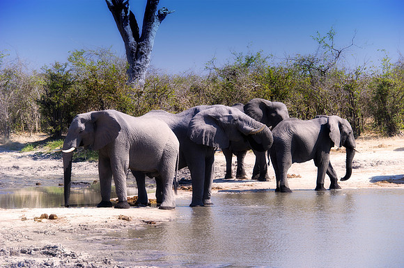 Africa, Botswana, Botswana, Chobe, Dumbo, India, Kenya, Kenya, Masai Mara, Moremi, Namibia, Namibia, Savuti, South Africa, South Africa, Tanzania, Tanzania, Zambia, Zimbabwe, ears, elephant, elephant,