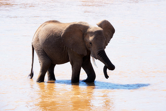 Africa, Bertazzoni, Botswana, Chobe, Dumbo, India, Kenya, Mara, Masai, Moremi, Namibia, Namibia, Savuti, "South Africa", Tanzania, Zambia, Zimbabwe, baby, "black & white", ears, elephant, illegal, ivo