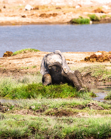 Baby Elephant - Etosha