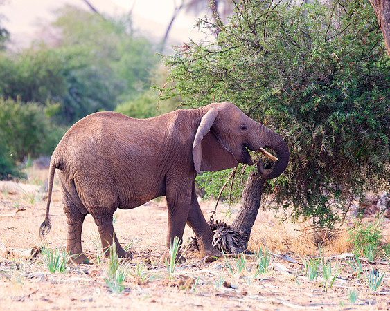 Africa, Bertazzoni, Botswana, Chobe, Dumbo, India, Kenya, Mara, Masai, Moremi, Namibia, Namibia, Savuti, "South Africa", Tanzania, Zambia, Zimbabwe, baby, "black & white", ears, elephant, illegal, ivo