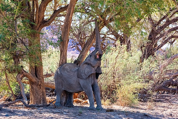 Desert Elephant
