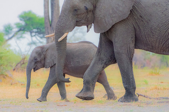 Africa, Africa, Africa, Botswana, Botswana, Chobe, Dumbo, India, Kenya, Kenya, Mara, Masai, Moremi, Namibia, Namibia, Savuti, South, South, Tanzania, Tanzania, Zambia, Zimbabwe, black, "black & white"