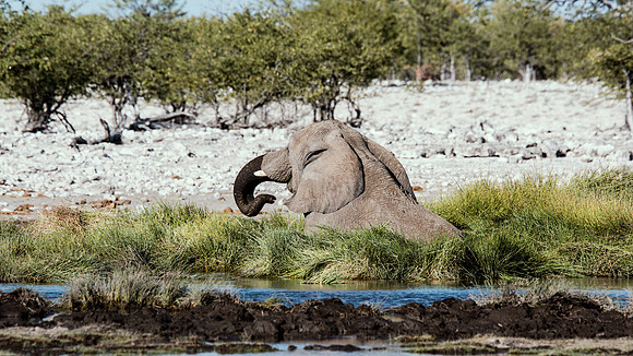 Bull Elephant - Etosha
