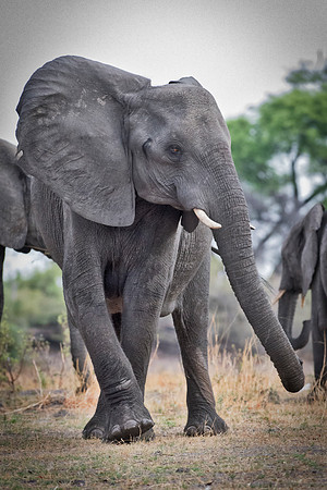 Africa, Africa, Africa, Botswana, Botswana, Chobe, Dumbo, India, Kenya, Kenya, Mara, Masai, Moremi, Namibia, Namibia, Savuti, South, South, Tanzania, Tanzania, Zambia, Zimbabwe, black, "black & white"