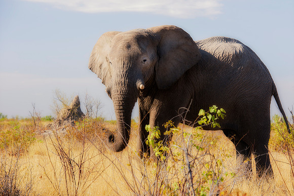 Africa, Africa, Africa, Botswana, Botswana, Chobe, Dumbo, India, Kenya, Kenya, Mara, Masai, Moremi, Namibia, Namibia, Savuti, South, South, Tanzania, Tanzania, Zambia, Zimbabwe, black, "black & white"