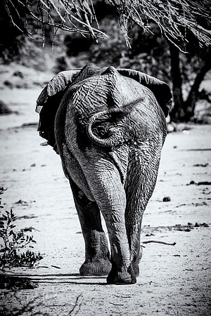 Desert Elephants