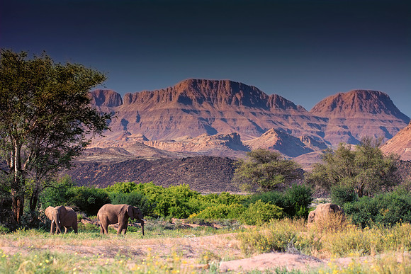 Africa, Bertazzoni, Botswana, Chobe, Dumbo, India, Kenya, Mara, Masai, Moremi, Namibia, Namibia, Savuti, "South Africa", Tanzania, Zambia, Zimbabwe, baby, "black & white", ears, elephant, illegal, ivo