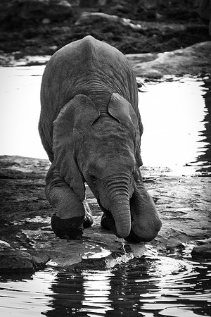 Africa, Bertazzoni, Botswana, Chobe, Dumbo, India, Kenya, Mara, Masai, Moremi, Namibia, Namibia, Savuti, "South Africa", Tanzania, Zambia, Zimbabwe, baby, "black & white", ears, elephant, illegal, ivo