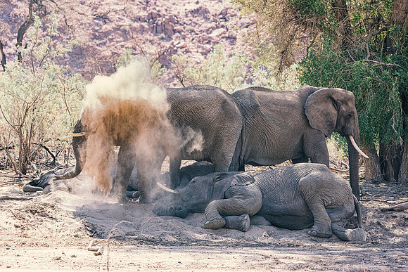 Desert Elephants