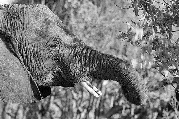 Africa, Africa, Africa, Botswana, Botswana, Chobe, Dumbo, India, Kenya, Kenya, Mara, Masai, Moremi, Namibia, Namibia, Savuti, South, South, Tanzania, Tanzania, Zambia, Zimbabwe, black, "black & white"