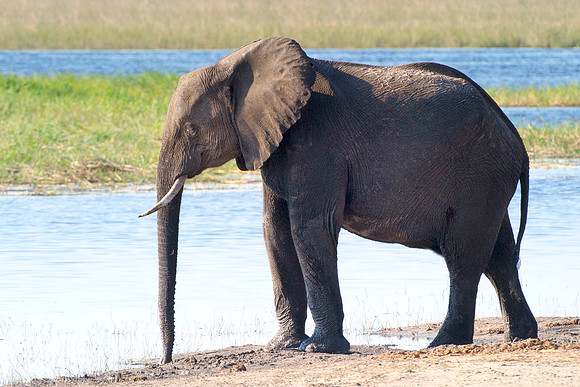 Africa, Africa, Africa, Botswana, Botswana, Chobe, Dumbo, India, Kenya, Kenya, Mara, Masai, Moremi, Namibia, Namibia, Savuti, South, South, Tanzania, Tanzania, Zambia, Zimbabwe, ears, elephant, elepha
