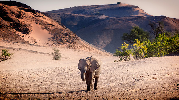 Desert Elephant