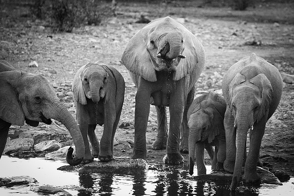 Africa, Bertazzoni, Botswana, Chobe, Dumbo, India, Kenya, Mara, Masai, Moremi, Namibia, Namibia, Savuti, "South Africa", Tanzania, Zambia, Zimbabwe, baby, "black & white", ears, elephant, illegal, ivo