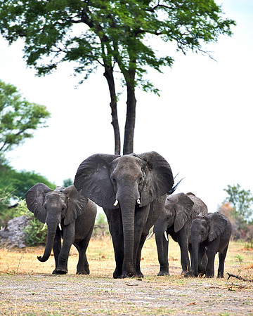 Africa, Africa, Africa, Botswana, Botswana, Chobe, Dumbo, India, Kenya, Kenya, Mara, Masai, Moremi, Namibia, Namibia, Savuti, South, South, Tanzania, Tanzania, Zambia, Zimbabwe, black, "black & white"