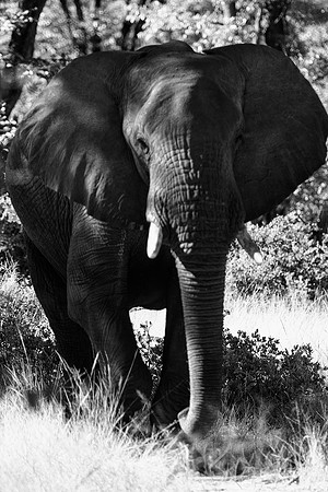 Africa, "South Africa", Africa, Botswana, Botswana, Chobe, Dumbo, India, Kenya, Kenya, Mara, Masai, Moremi, Namibia, Namibia, Savuti, South, South Africa, Tanzania, Tanzania, Zambia, Zimbabwe, black,