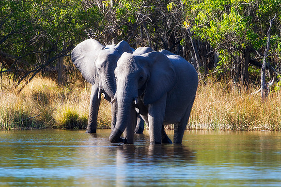 Africa, Africa, Africa, Botswana, Botswana, Chobe, Dumbo, India, Kenya, Kenya, Mara, Masai, Moremi, Namibia, Namibia, Savuti, South, South, Tanzania, Tanzania, Zambia, Zimbabwe, ears, elephant, elepha