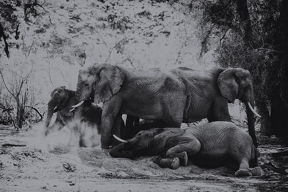 Desert Elephants