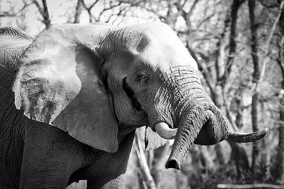 Africa, Africa, Africa, Botswana, Botswana, Chobe, Dumbo, India, Kenya, Kenya, Mara, Masai, Moremi, Namibia, Namibia, Savuti, South, South, Tanzania, Tanzania, Zambia, Zimbabwe, black, "black & white"