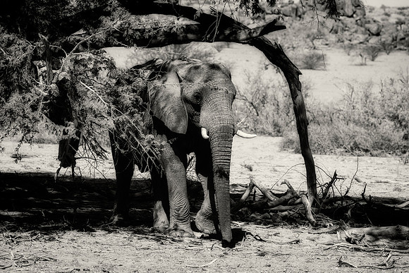 Desert Elephant